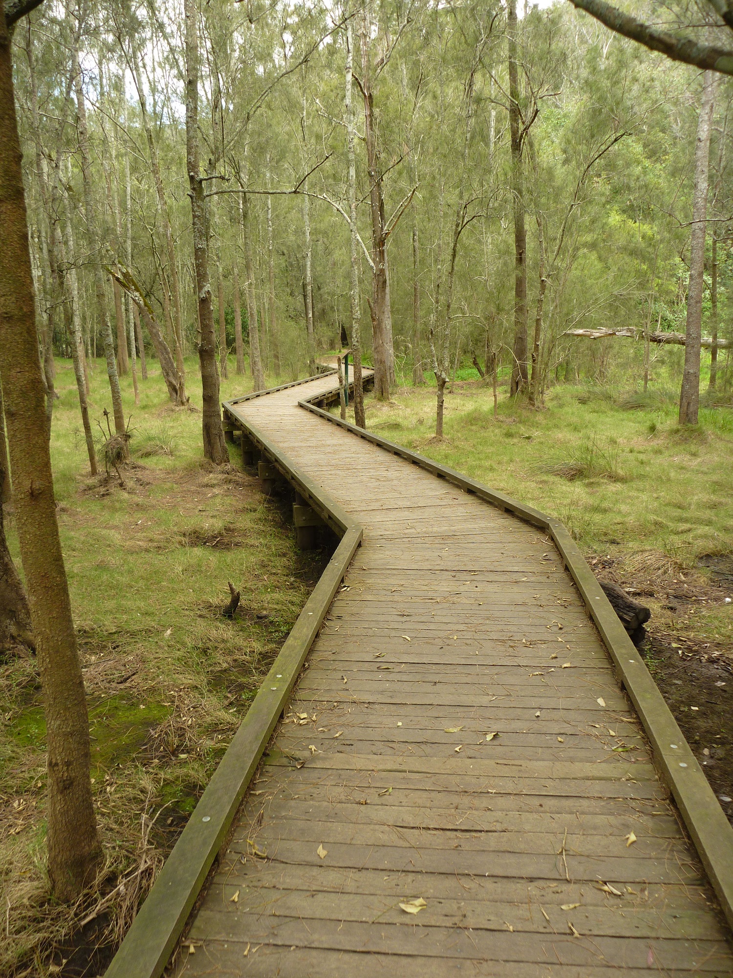 Northern Crosslands boardwalk
