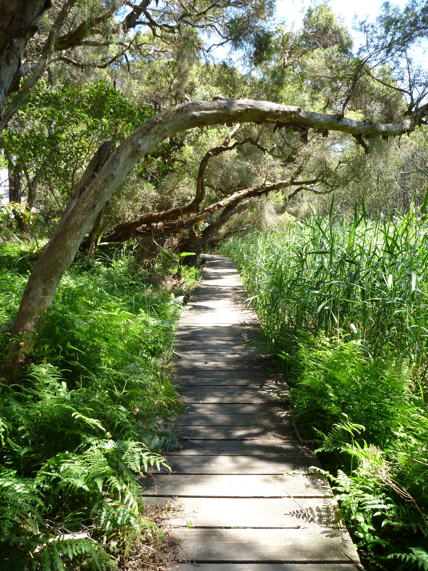 Moist paperbark forest and boardwalk near Pains Road