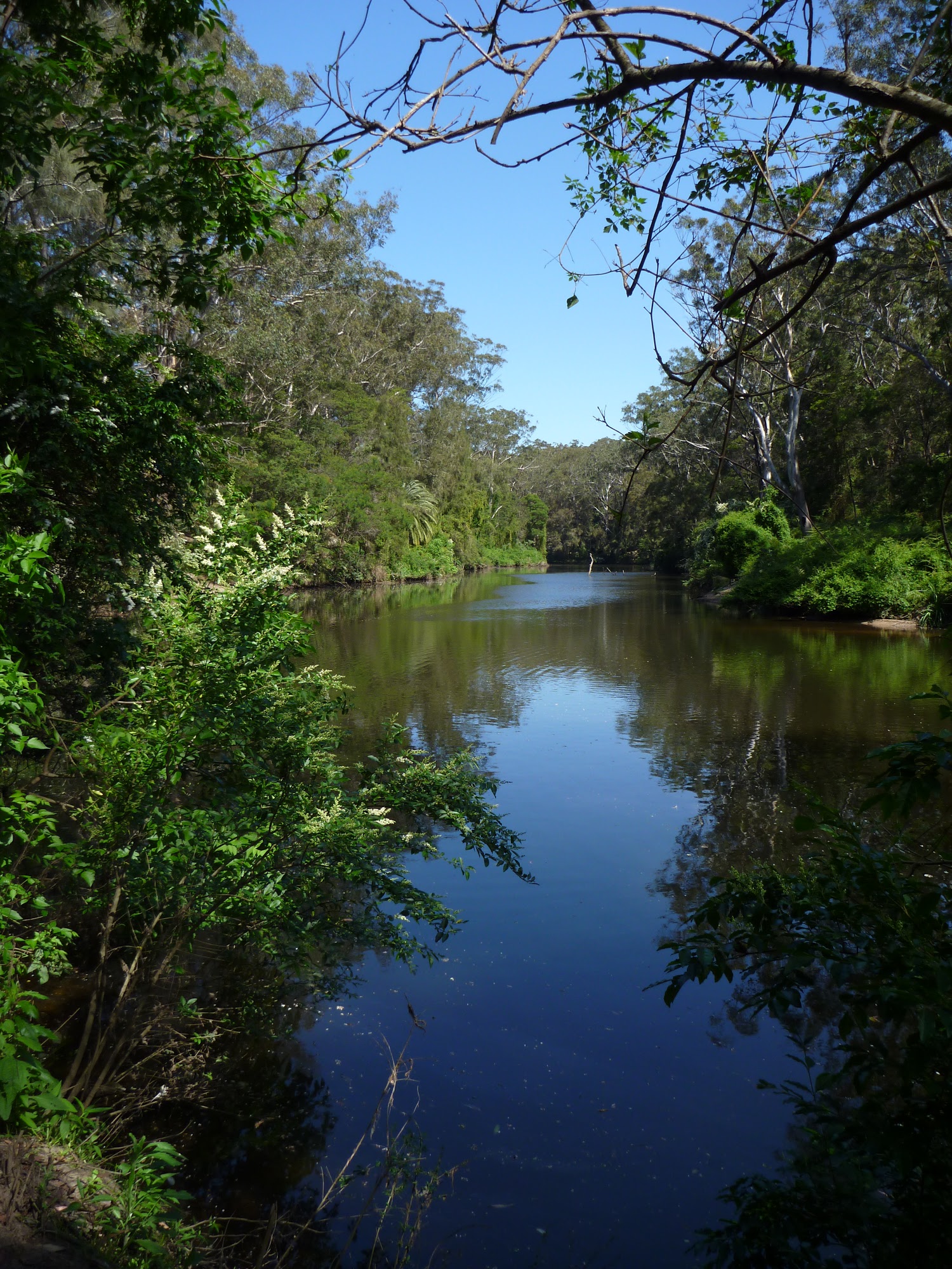 The Lane Cove River near Fiddens Wharf