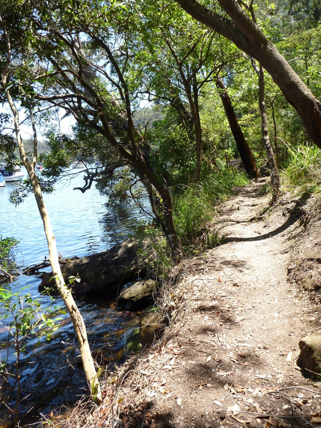 Walking along the track beside Berowra Creek