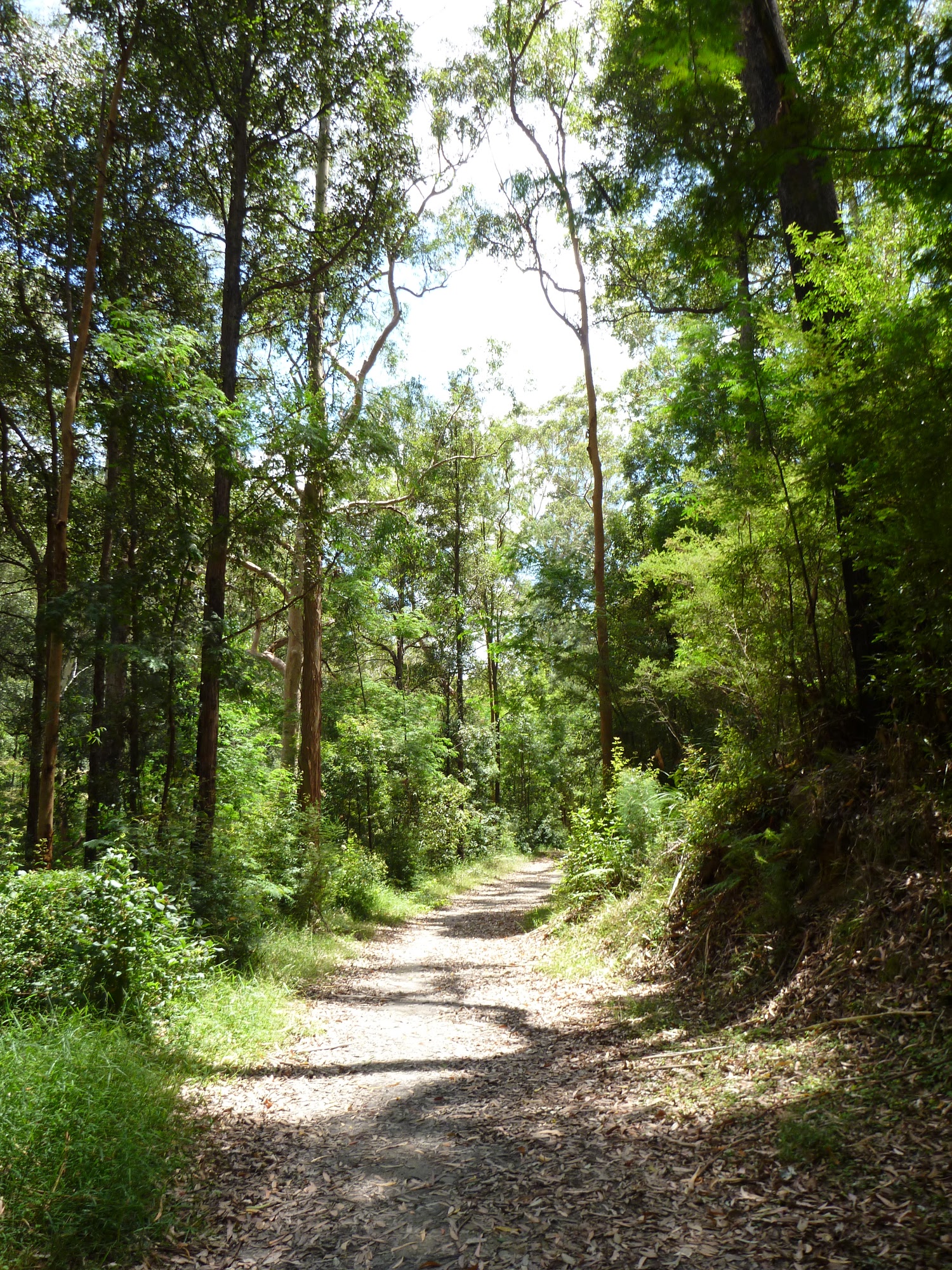The tall wooded forest near the STEP track