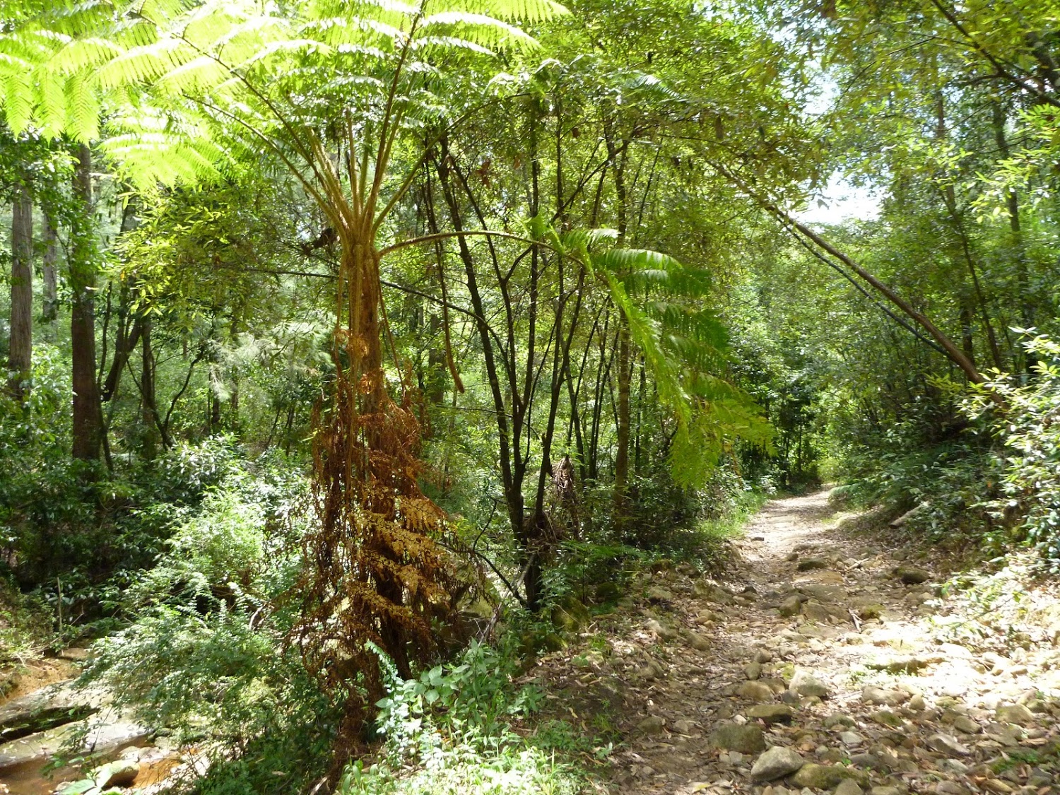 5 | Macquarie Park to Thornleigh