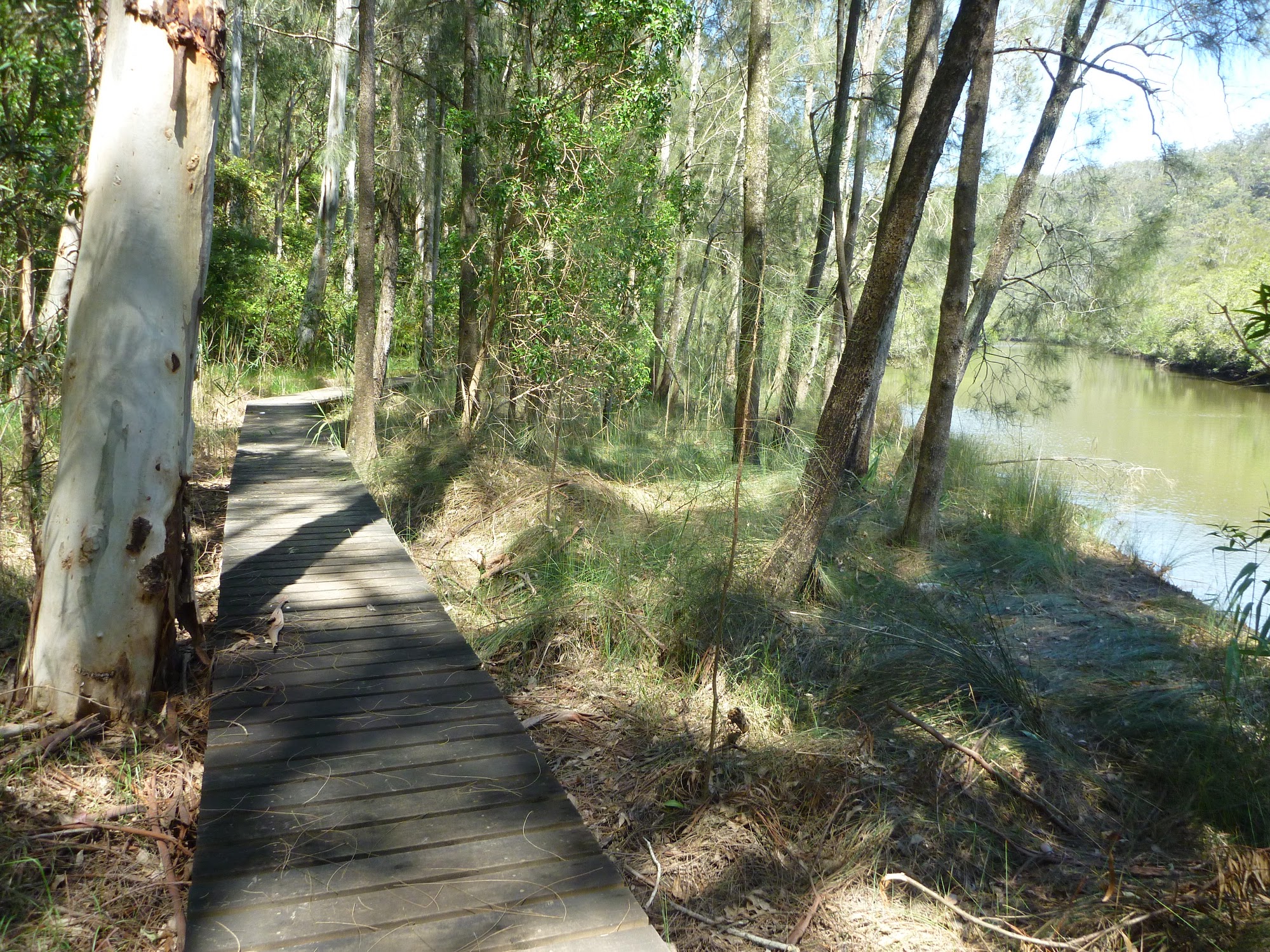 Boardwalk beside Piles Creek