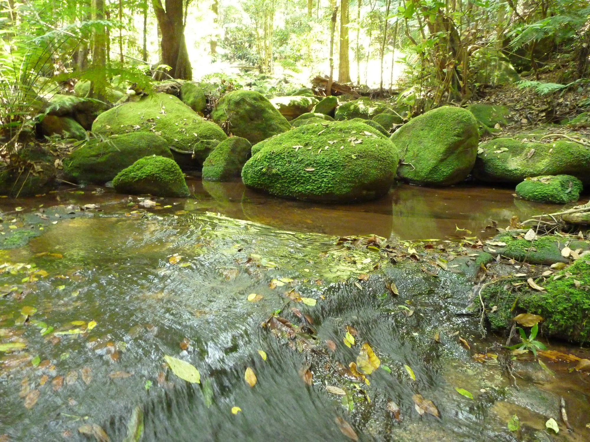 Dead Horse Creek