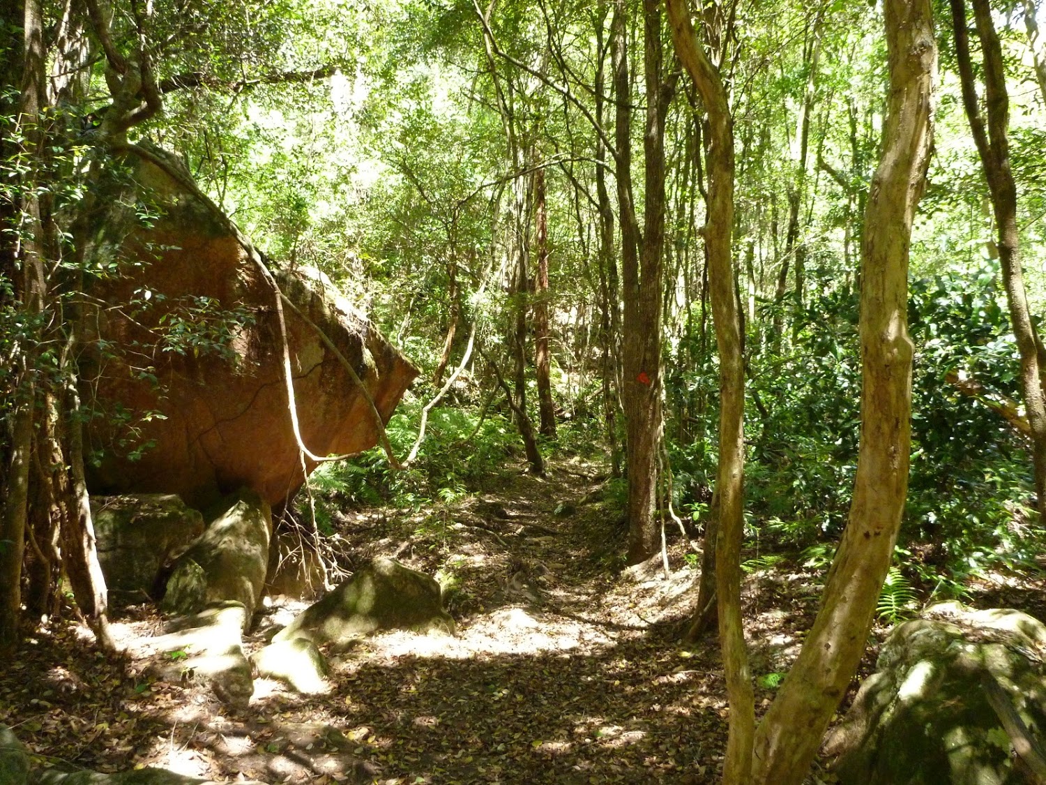 Dense forest in Lyrebird Gully