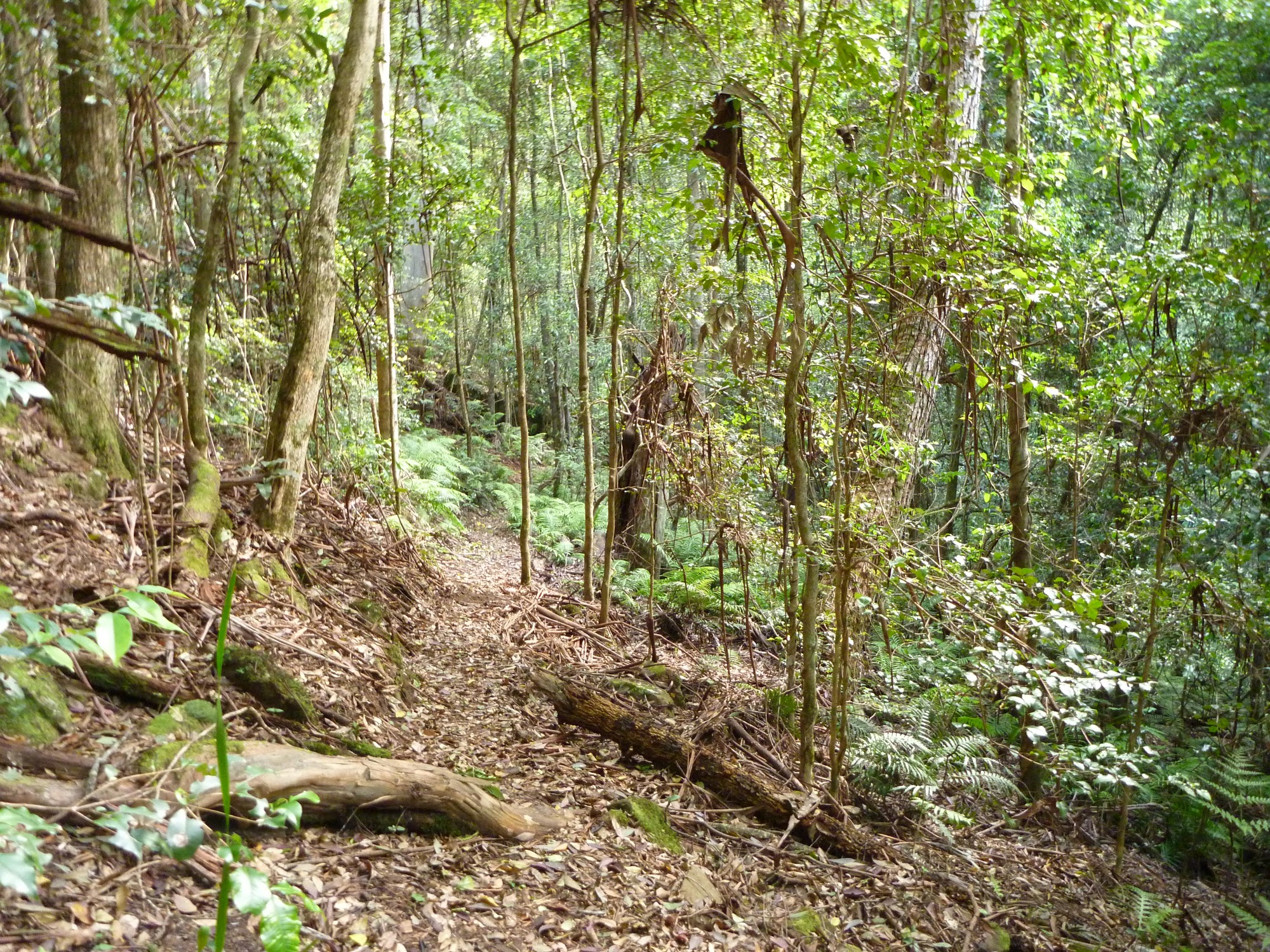 Dense forest on the Lyrebird Trail