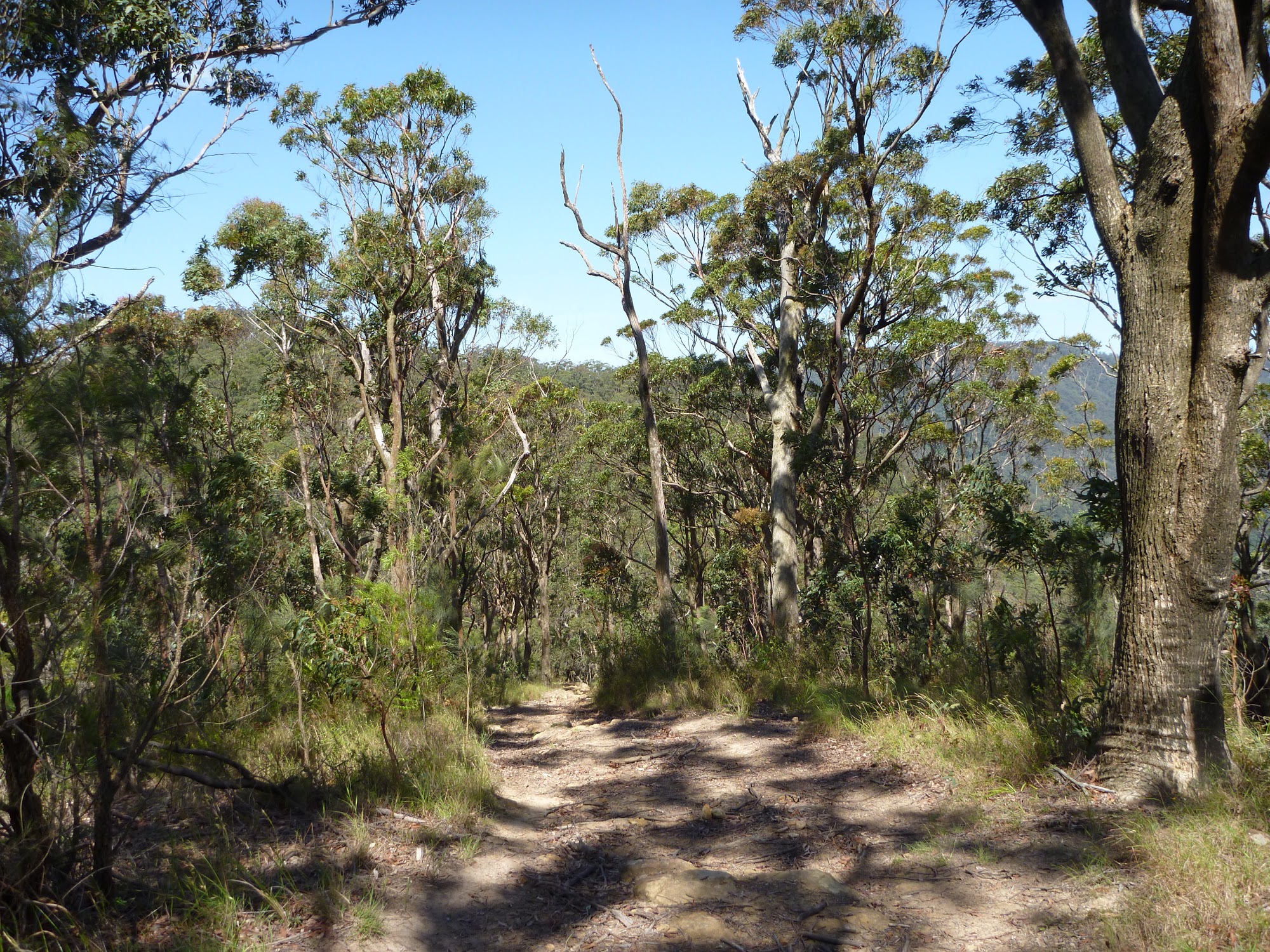 Following Awaba State Forest