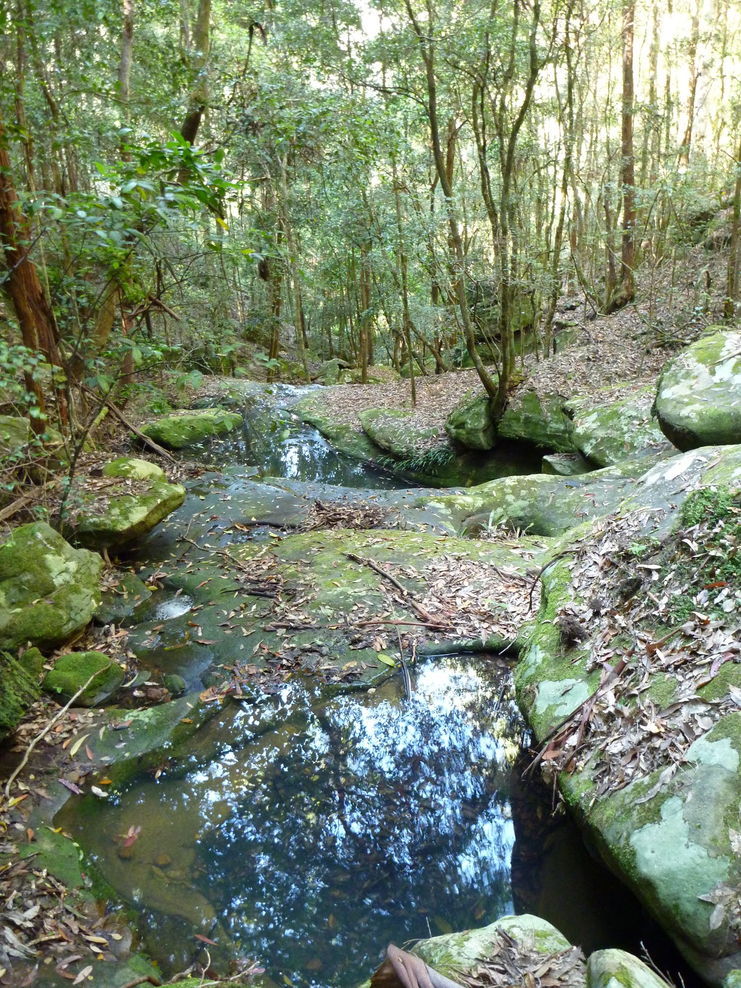 Moist gully north of Cedar Brush track head