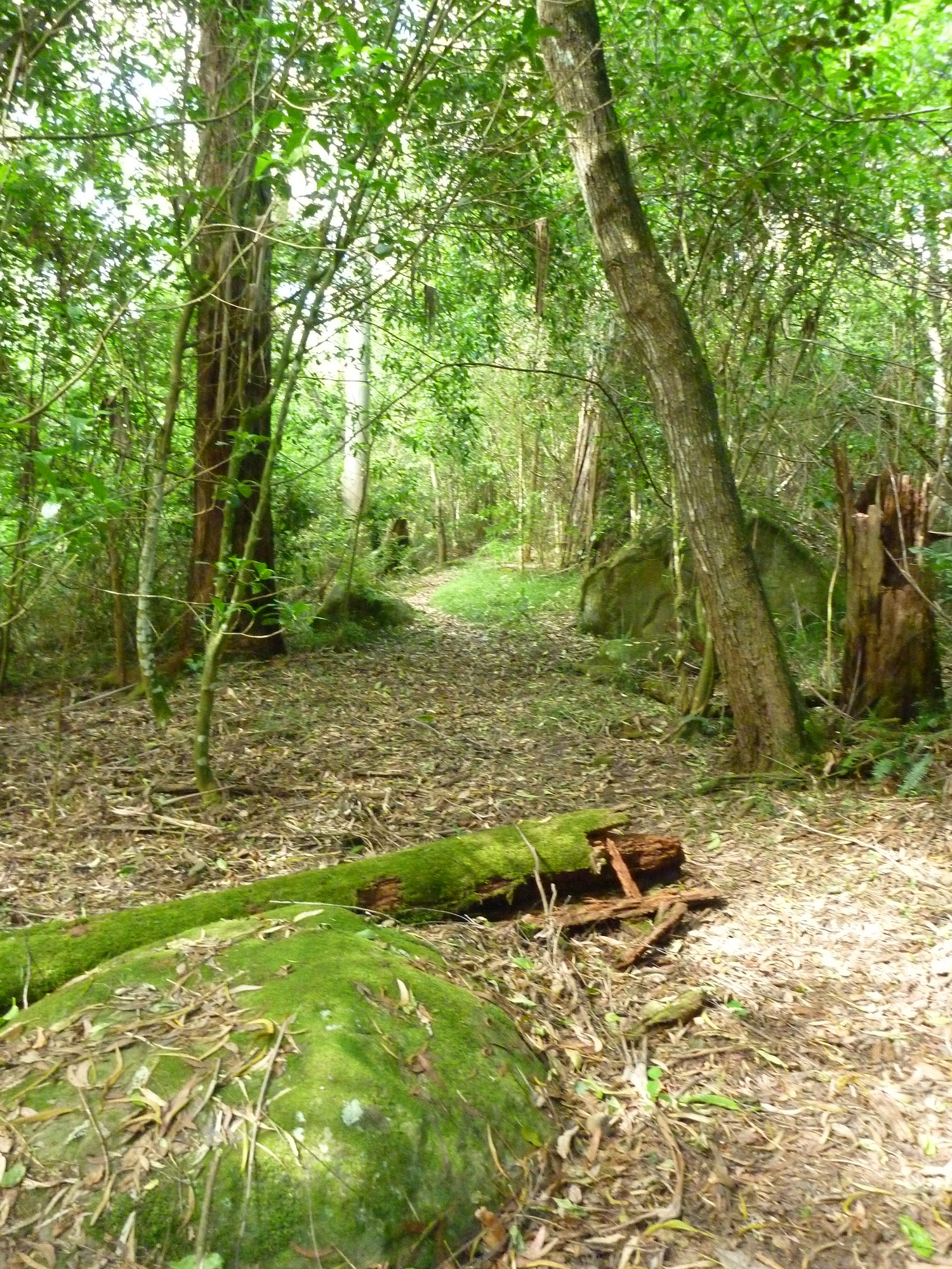 Mossy and cool environement on the north side of Palm Grove NR