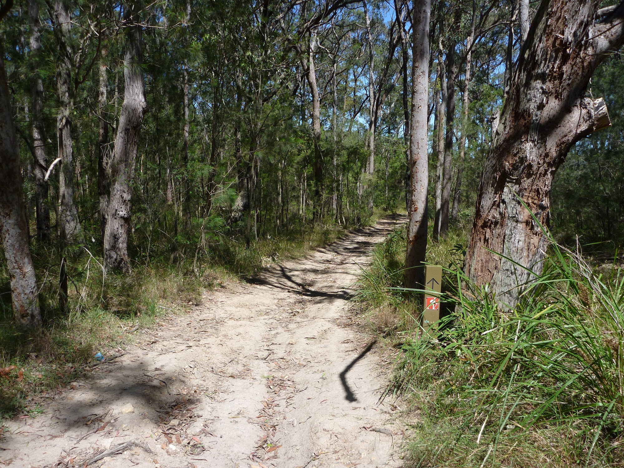 The Great North Walk track heading towards Newcastle