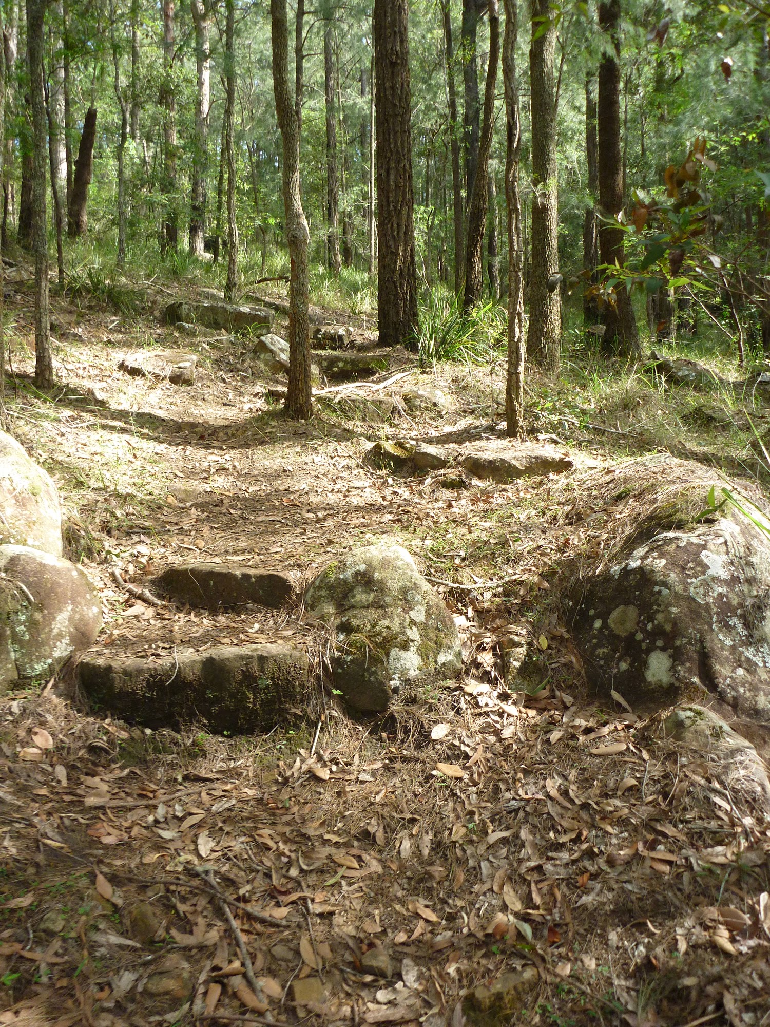The track on the north side of the ridge in Palm Grove NR