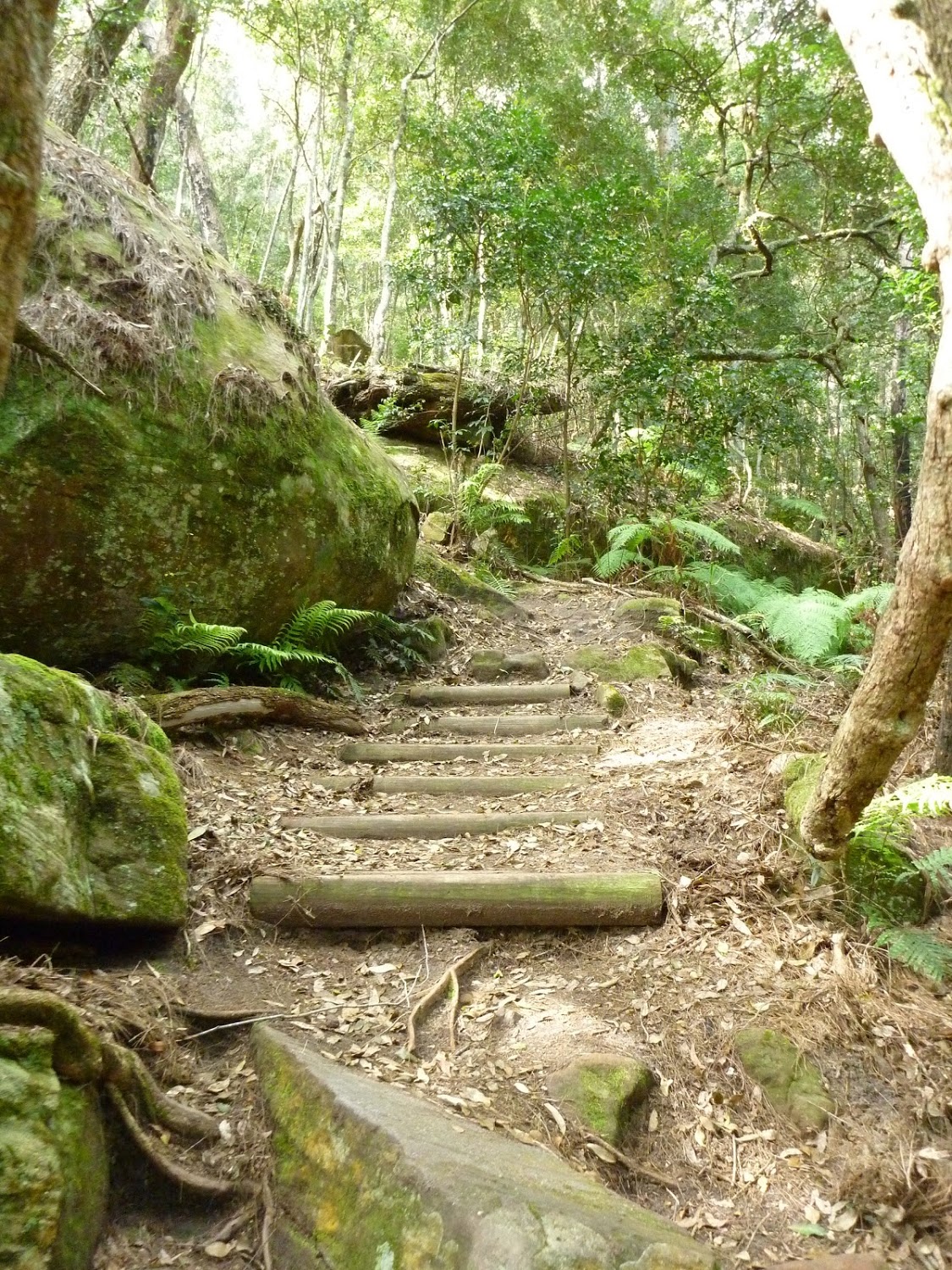 Track north of Sams Creek