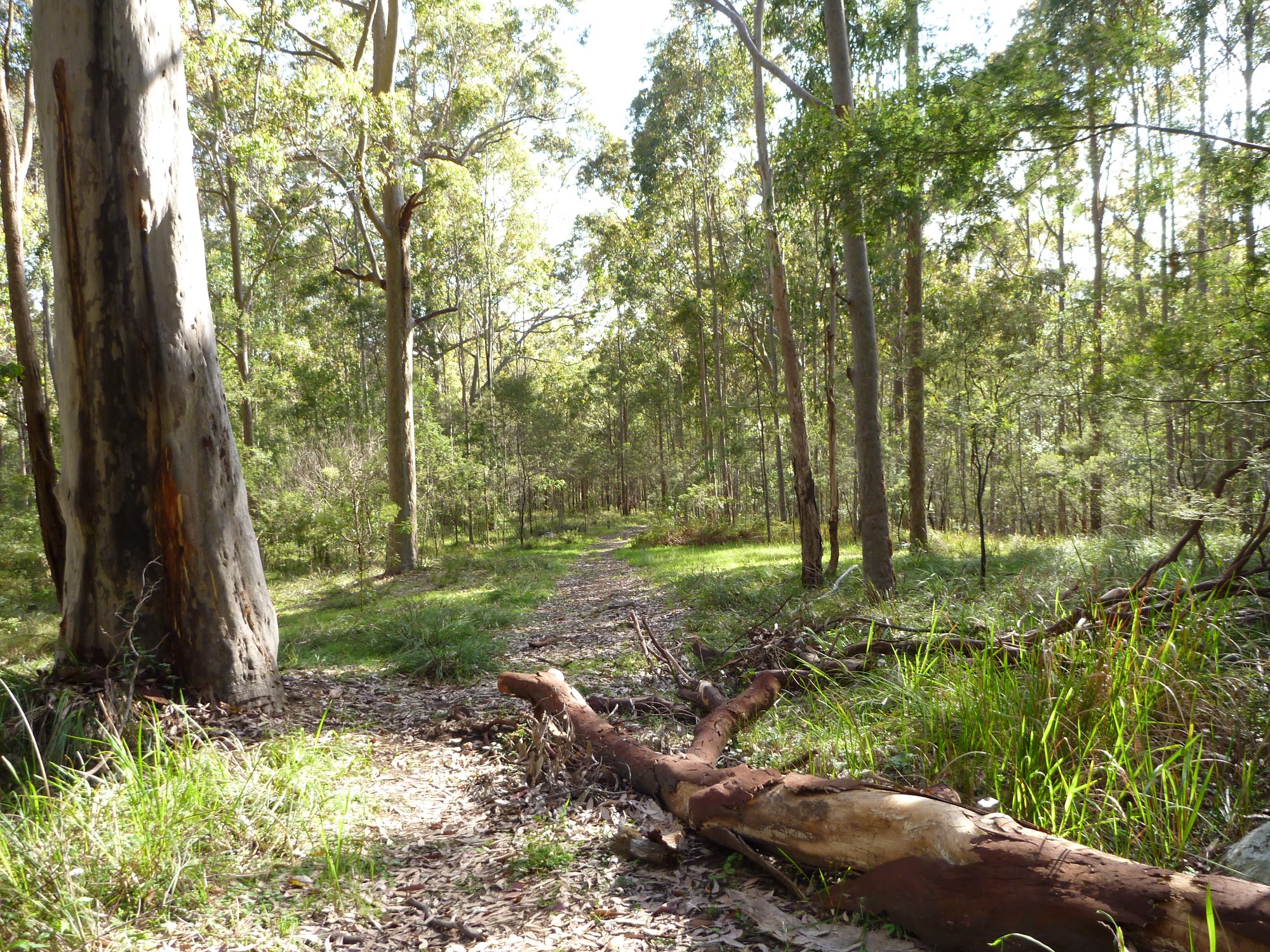 Walking along the ridge on the western side of Congewai Valley