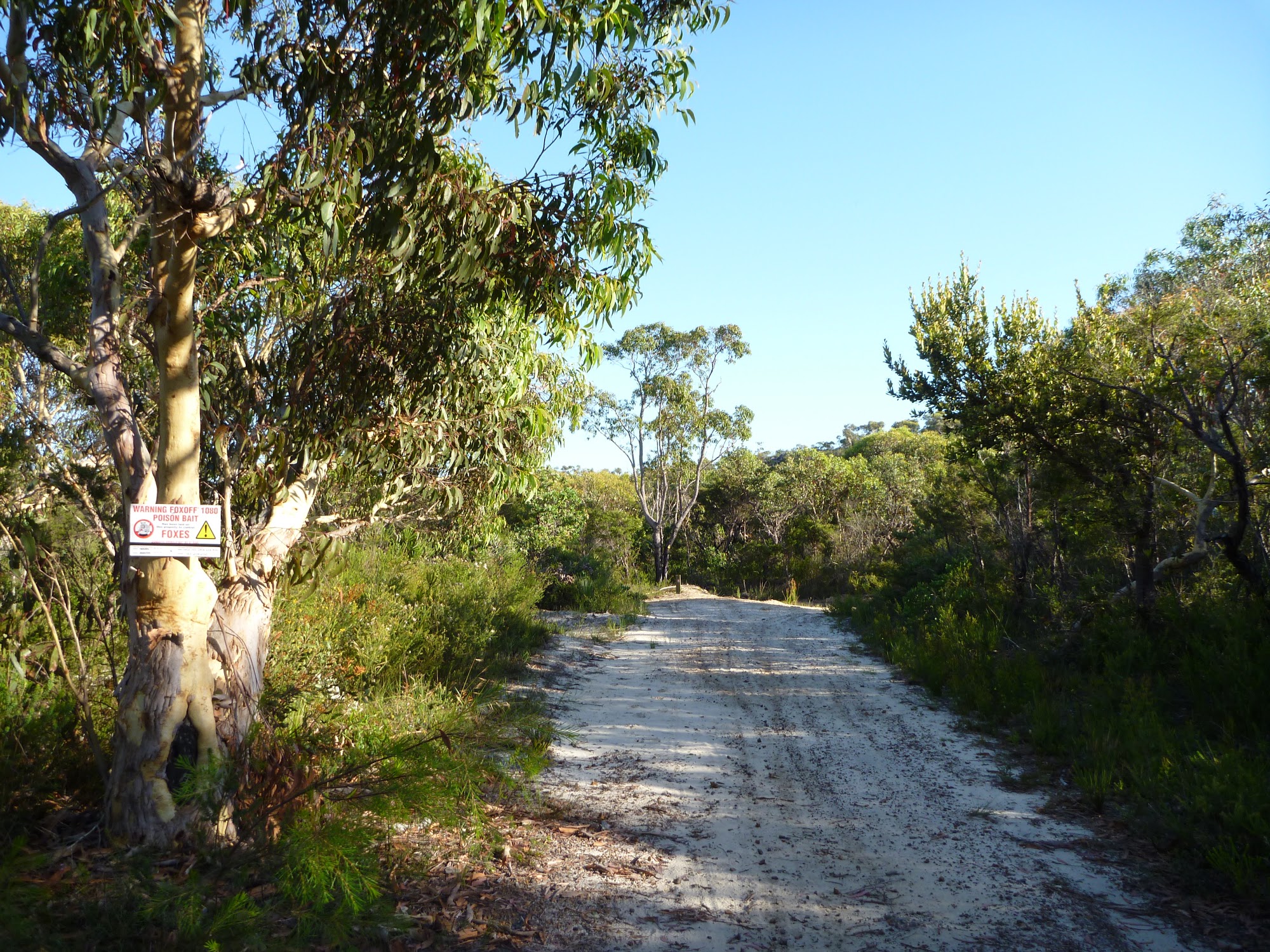 Walking along the wide sandy trail north of Patonga Dr