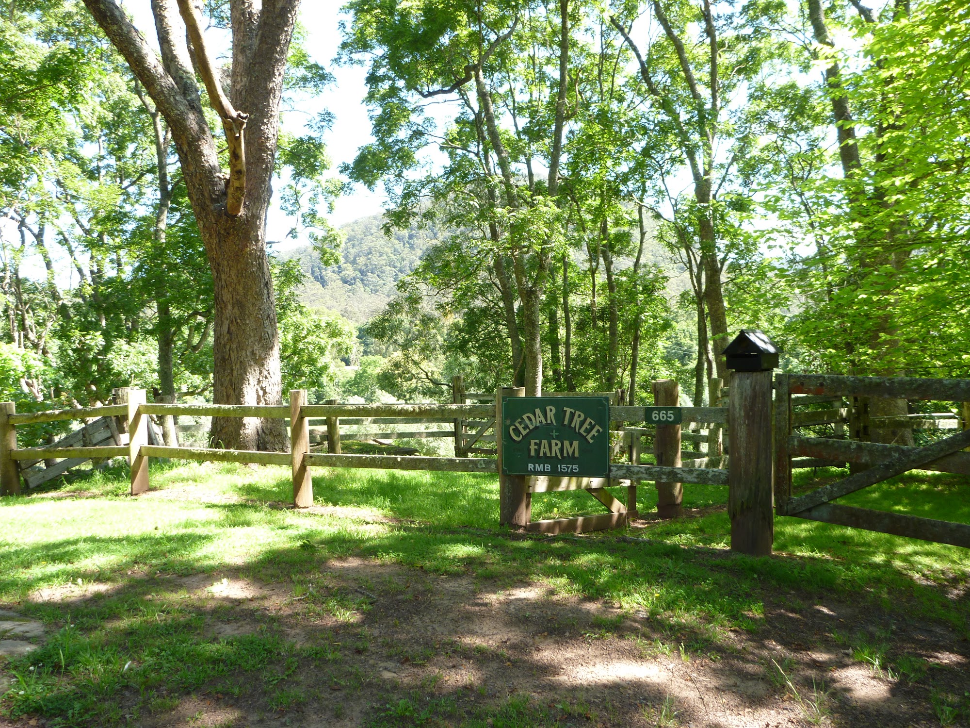 Walking past Cedar Tree Farm on Brush Creek Rd